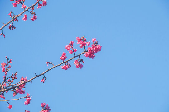 花枝樱语