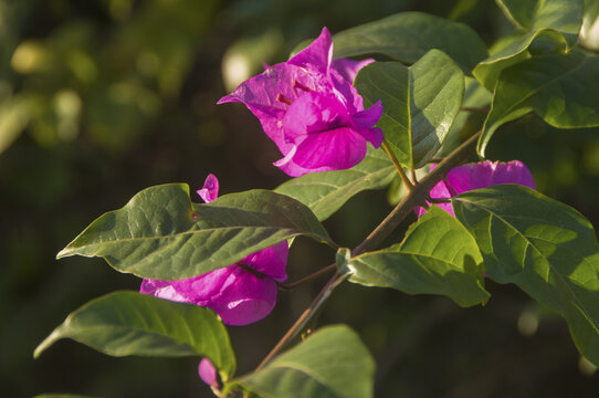 簕杜鹃花与叶