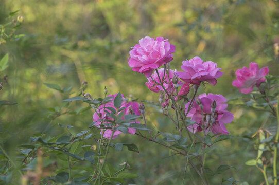 月季花枝花朵