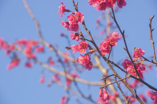 山樱花的花朵