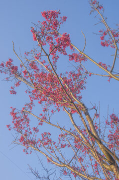 绯樱粉红花枝