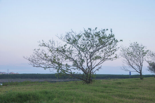 晋江河口湿地树木