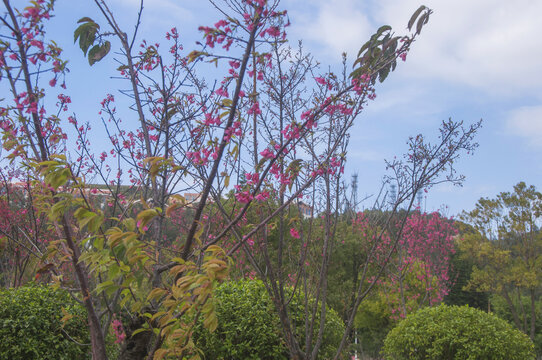 钟花樱桃树木花枝