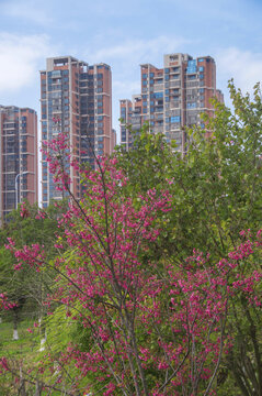 春日小区风景