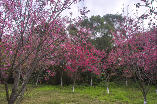 福建山樱花花间林