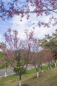 山樱花树木