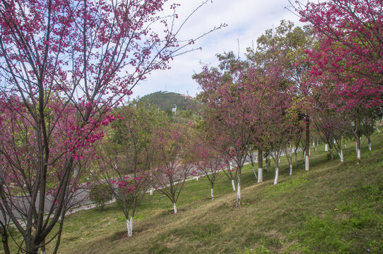 福建山樱花园林绿化