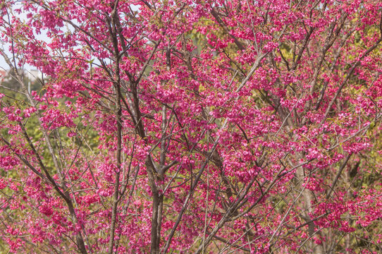 福建山樱花粉色花朵