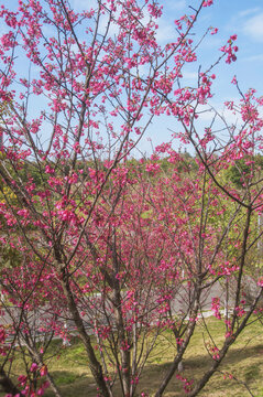 福建山樱花春花枝头