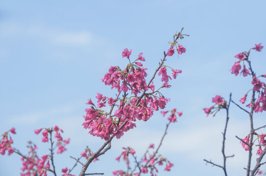 福建山樱花花枝