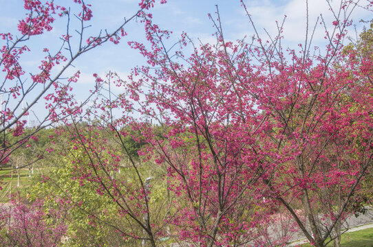 春日山樱花