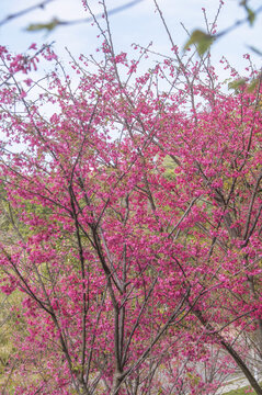 福建山樱花花枝