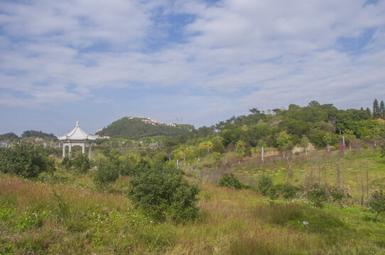 晋江崎山山坡植被