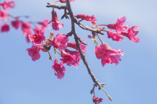 钟花樱桃花朵花儿