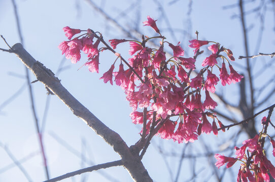 绯樱花儿