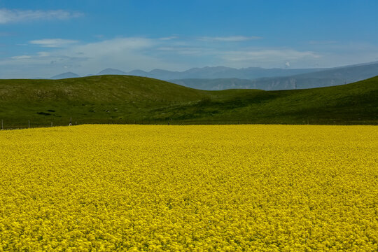 祁连山油菜花