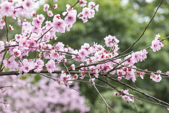 桃花