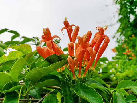 炮仗花开