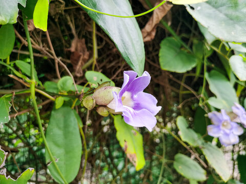 牵牛花开