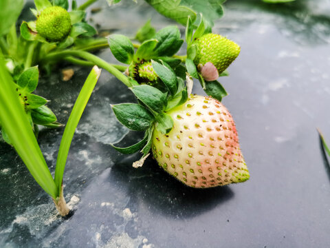 奶油草莓