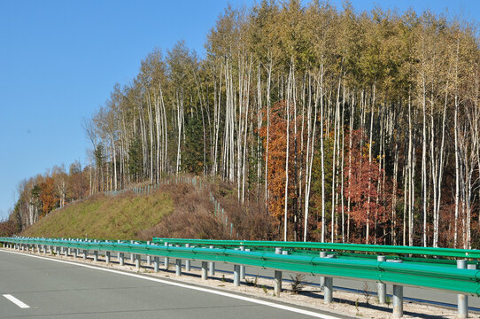 树木道路