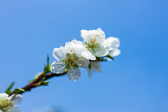 白色樱桃花特写