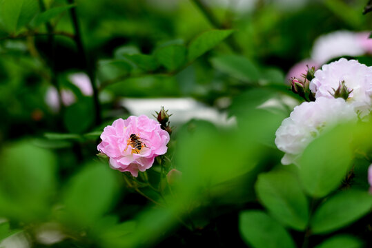 蔷薇花蜜蜂