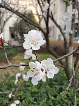 春天的杏花