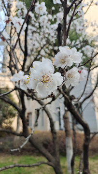 春天的杏花