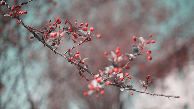 陆海棠花