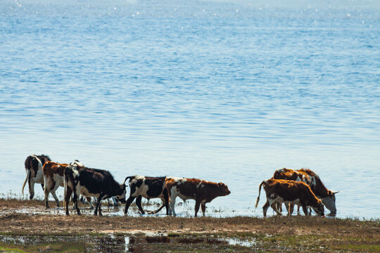 春天水边牛群喝水
