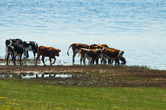 水边牛群喝水