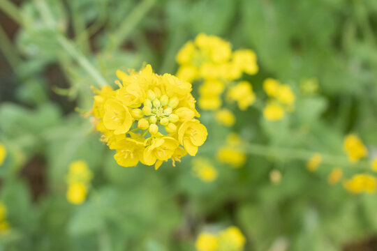 油菜花