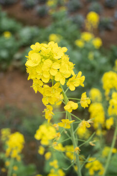 油菜花