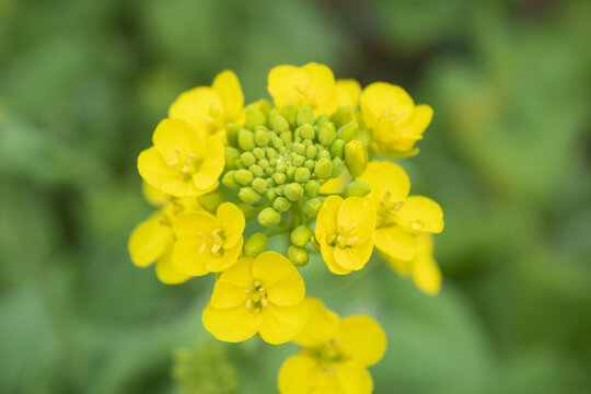 油菜花