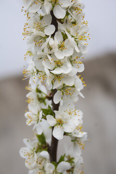 李子花