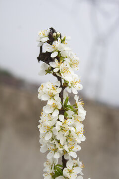 李子花