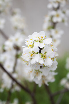 李子花