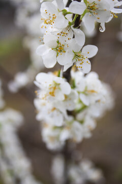 李子花