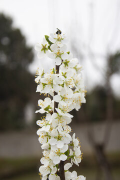 李子花