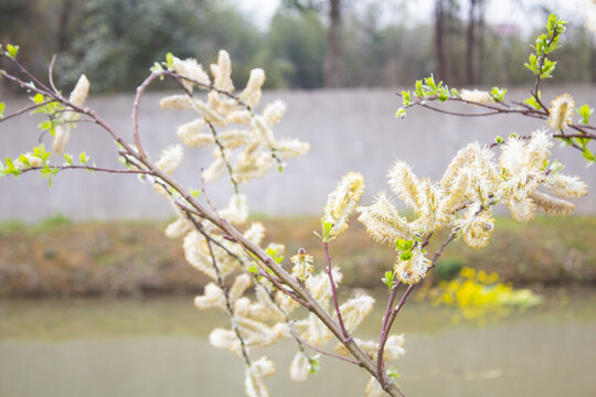 柳树花