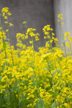 油菜花