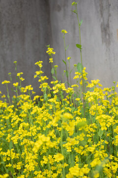 油菜花