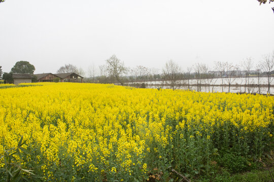 油菜花海