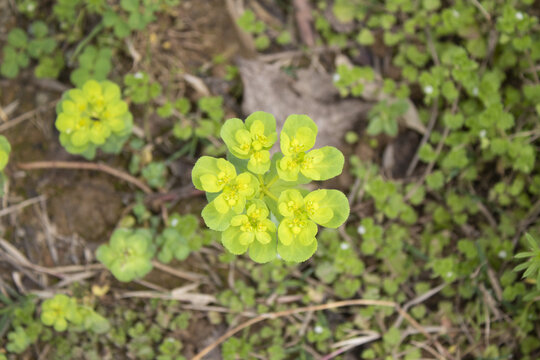 泽漆