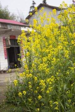 油菜花