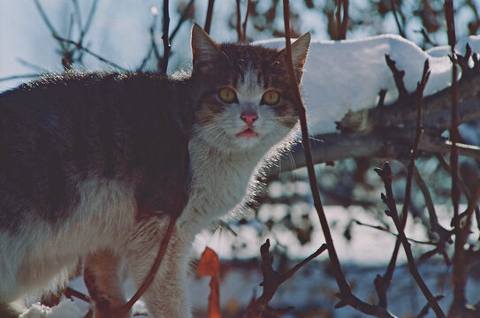 黑猫