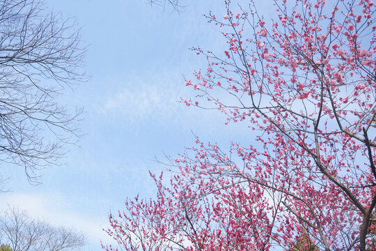 花枝与天空