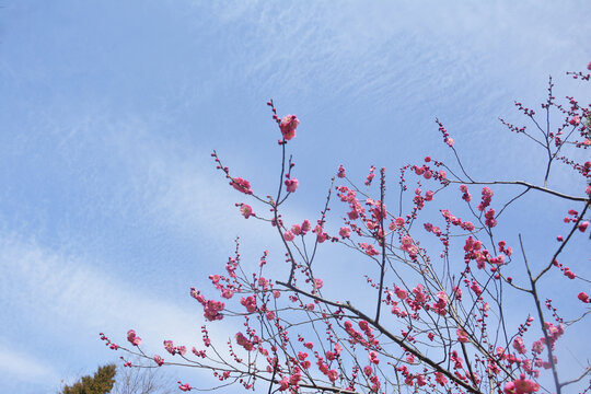 梅花开