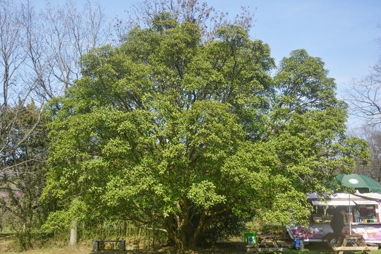 茂密大树